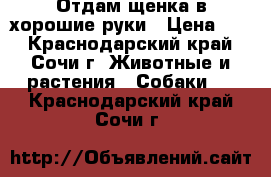 Отдам щенка в хорошие руки › Цена ­ 3 - Краснодарский край, Сочи г. Животные и растения » Собаки   . Краснодарский край,Сочи г.